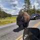 Image for article titled Bison Create The Cutest Traffic Jams At Yellowstone National Park